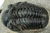 Reedops Trilobite - Atchana, Morocco #311148-1